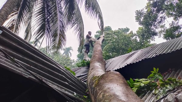 কালবৈশাখী ঝড়ে বরিশালের পাঁচ উপজেলায় বিদ্যুৎ বিচ্ছিন্ন, দুর্ভোগে মানুষ
