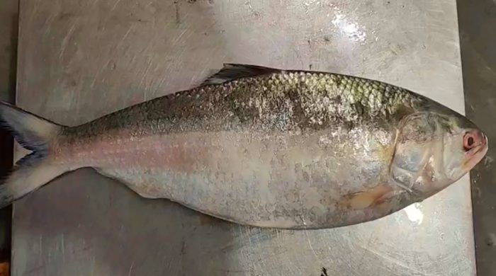 বঙ্গোপসাগরে ধরা পড়ল বিশাল ‘রাজা ইলিশ’, বিক্রি হলো সাড়ো ৭ হাজার টাকায়